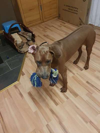 Rhodesian Ridgeback-Beitrag-Bild