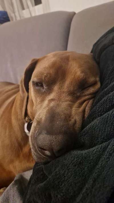 Rhodesian Ridgeback-Beitrag-Bild