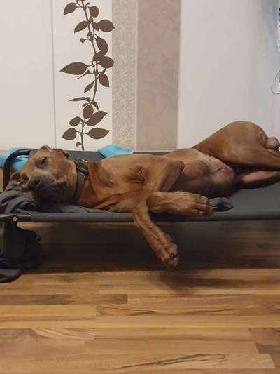 Rhodesian Ridgeback-Beitrag-Bild