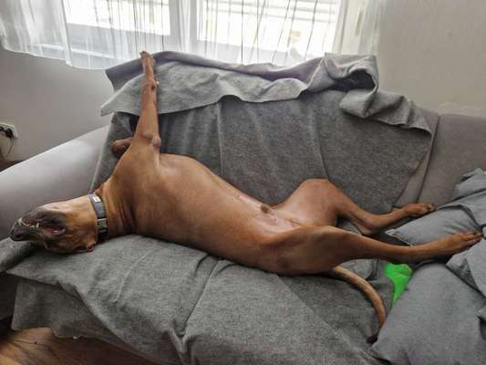 Rhodesian Ridgeback-Beitrag-Bild