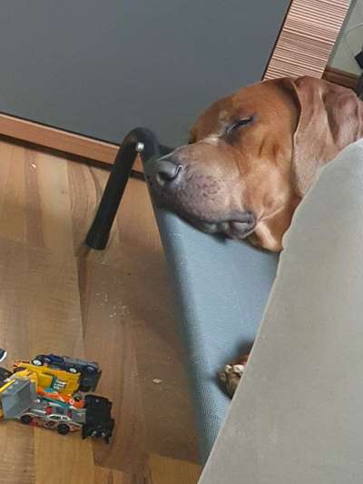 Rhodesian Ridgeback-Beitrag-Bild