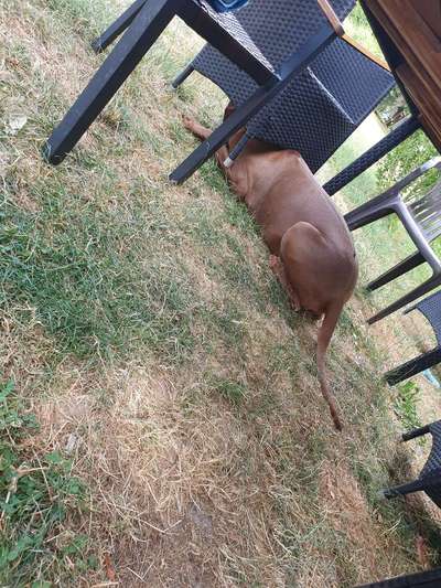 Rhodesian Ridgeback-Beitrag-Bild