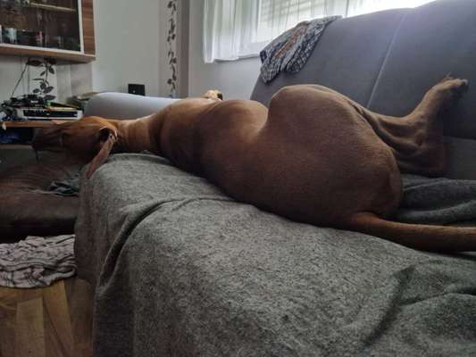 Rhodesian Ridgeback-Beitrag-Bild