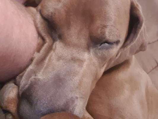 Rhodesian Ridgeback-Beitrag-Bild