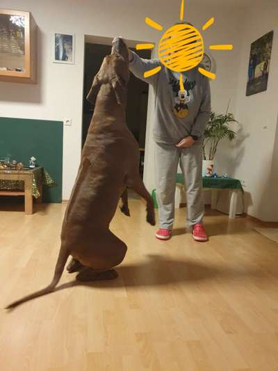 Rhodesian Ridgeback-Beitrag-Bild