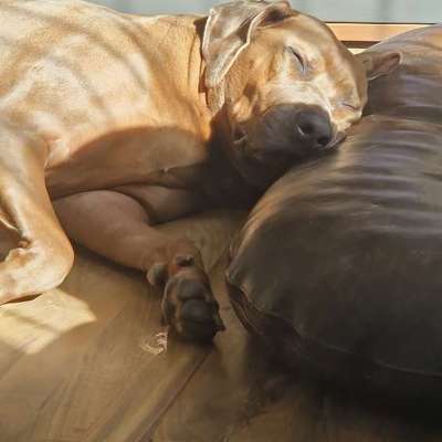 Rhodesian Ridgeback-Beitrag-Bild