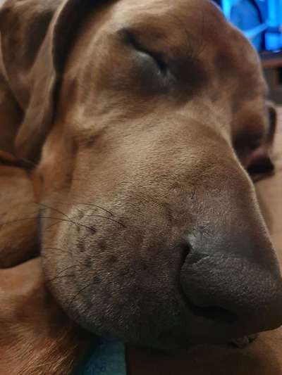 Rhodesian Ridgeback-Beitrag-Bild