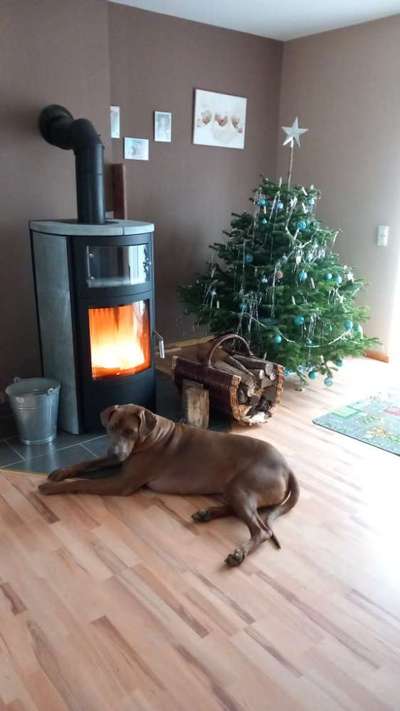 Rhodesian Ridgeback-Beitrag-Bild