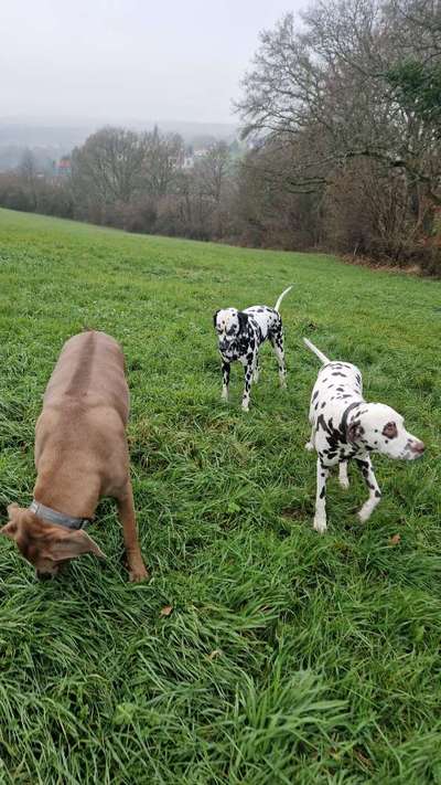 Rhodesian Ridgeback-Beitrag-Bild