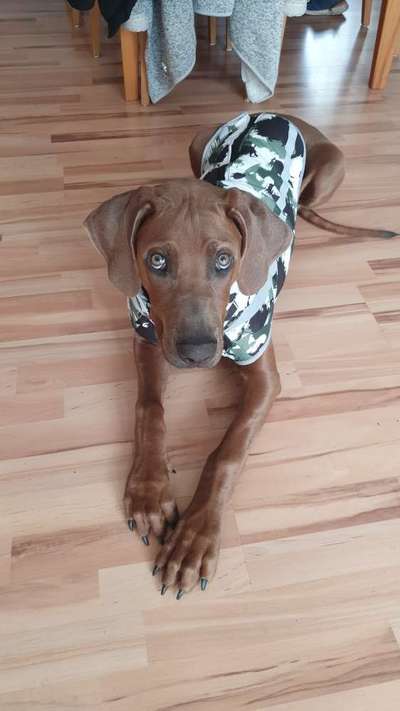 Rhodesian Ridgeback-Beitrag-Bild