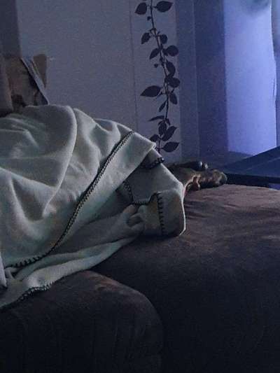 Rhodesian Ridgeback-Beitrag-Bild