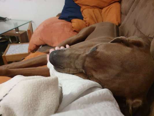 Rhodesian Ridgeback-Beitrag-Bild