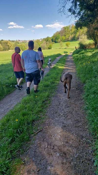 Rhodesian Ridgeback-Beitrag-Bild