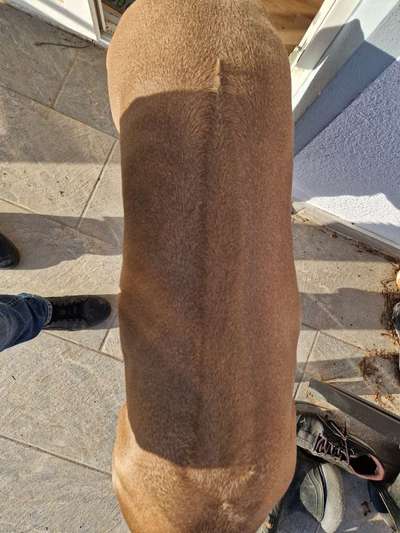 Rhodesian Ridgeback-Beitrag-Bild