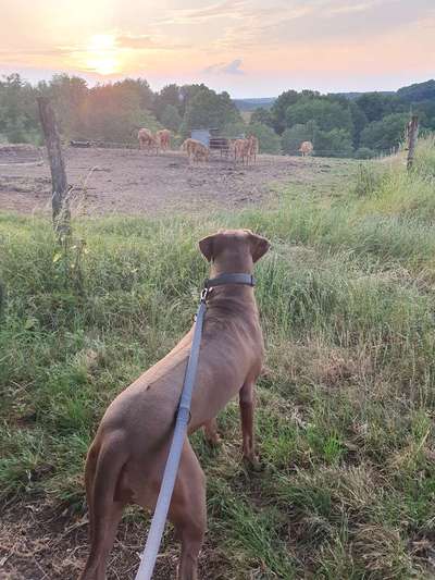 Rhodesian Ridgeback-Beitrag-Bild