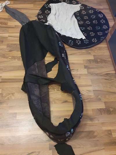 Rhodesian Ridgeback-Beitrag-Bild