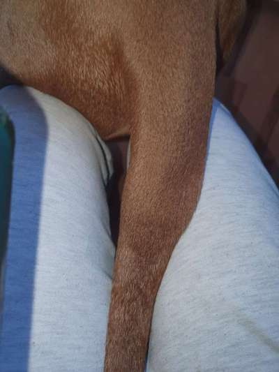 Rhodesian Ridgeback-Beitrag-Bild