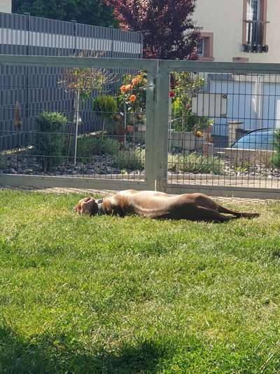 Rhodesian Ridgeback-Beitrag-Bild