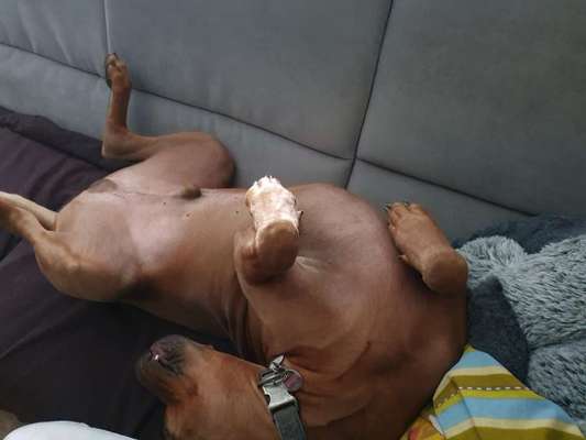 Rhodesian Ridgeback-Beitrag-Bild