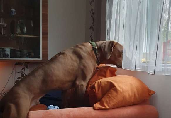 Rhodesian Ridgeback-Beitrag-Bild