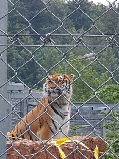 Rhodesian Ridgeback-Beitrag-Bild