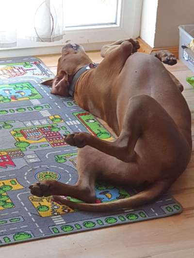 Rhodesian Ridgeback-Beitrag-Bild