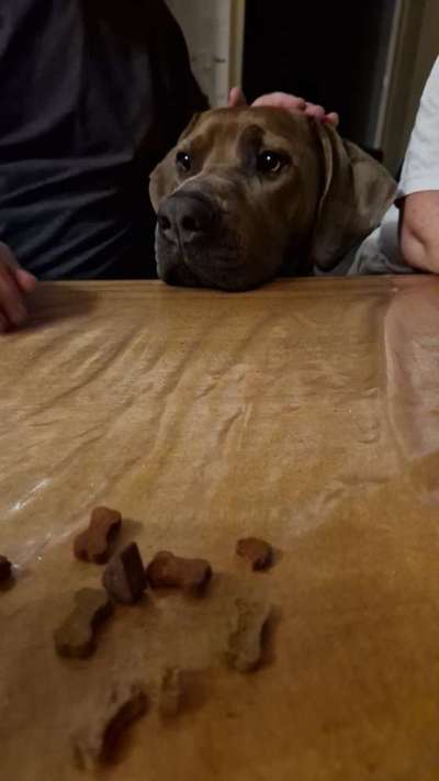 Rhodesian Ridgeback-Beitrag-Bild