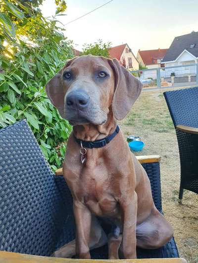 Rhodesian Ridgeback-Beitrag-Bild