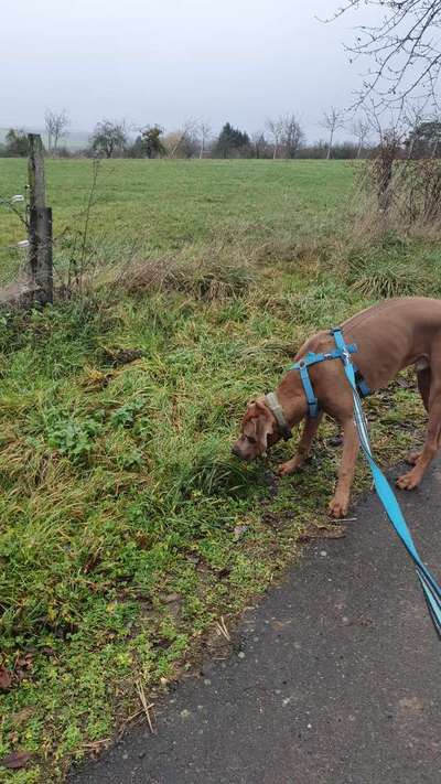 Rhodesian Ridgeback-Beitrag-Bild