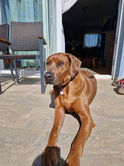 Rhodesian Ridgeback-Beitrag-Bild