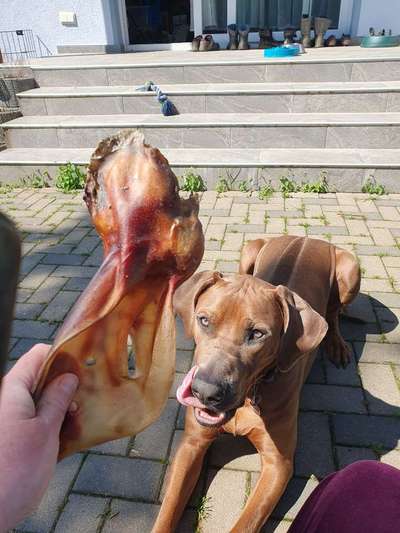 Rhodesian Ridgeback-Beitrag-Bild