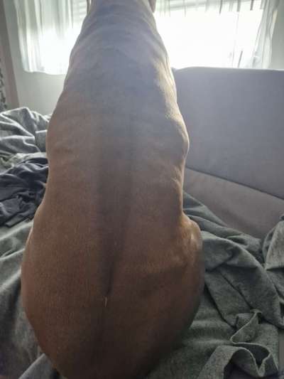 Rhodesian Ridgeback-Beitrag-Bild