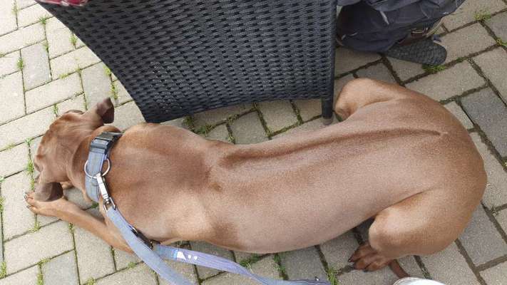 Rhodesian Ridgeback-Beitrag-Bild