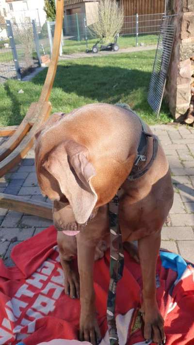 Rhodesian Ridgeback-Beitrag-Bild