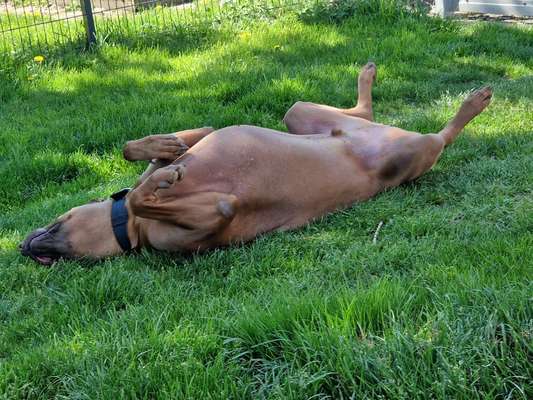 Rhodesian Ridgeback-Beitrag-Bild