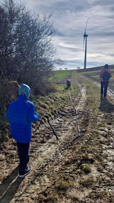 Rhodesian Ridgeback-Beitrag-Bild