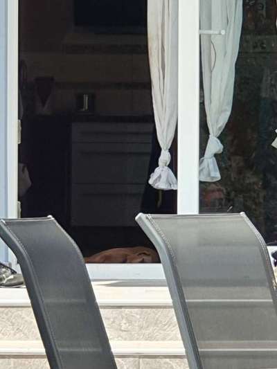 Rhodesian Ridgeback-Beitrag-Bild