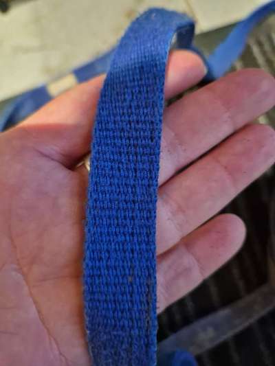 Rhodesian Ridgeback-Beitrag-Bild