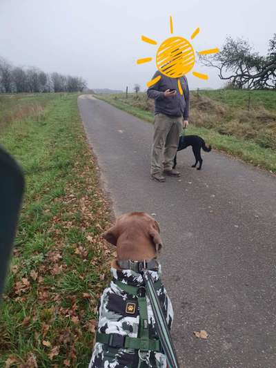 Rhodesian Ridgeback-Beitrag-Bild