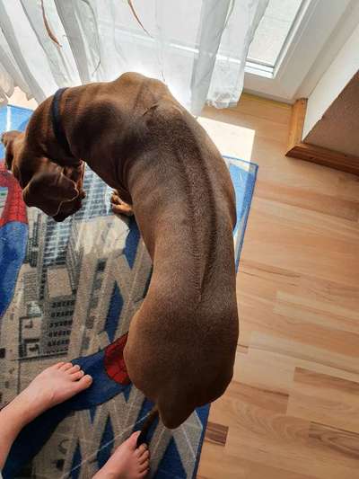 Rhodesian Ridgeback-Beitrag-Bild