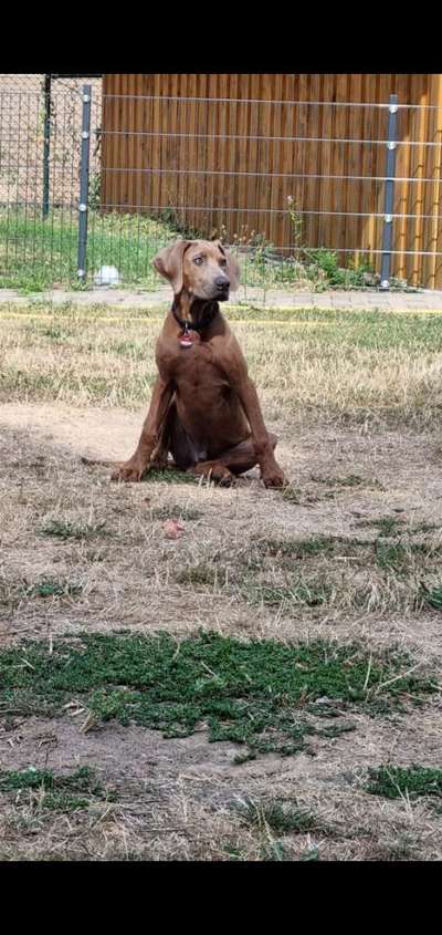 Rhodesian Ridgeback-Beitrag-Bild
