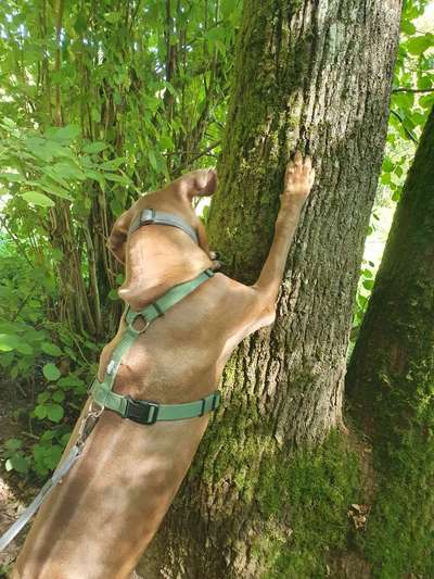 Rhodesian Ridgeback-Beitrag-Bild