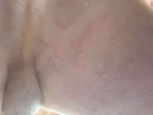 Rhodesian Ridgeback-Beitrag-Bild