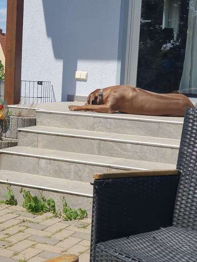 Rhodesian Ridgeback-Beitrag-Bild