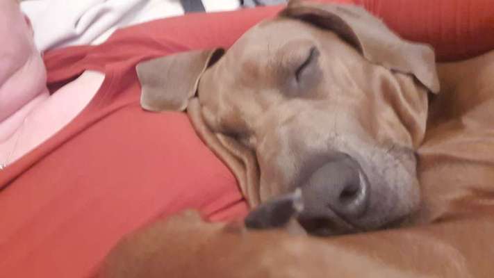 Rhodesian Ridgeback-Beitrag-Bild