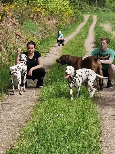 Rhodesian Ridgeback-Beitrag-Bild