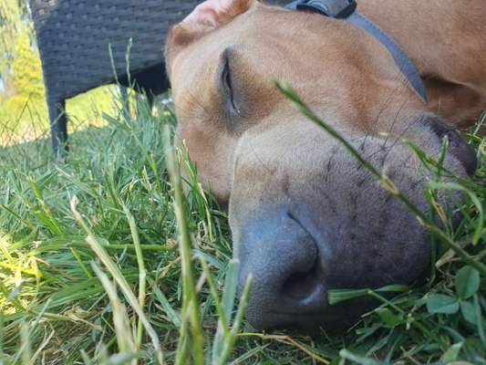 Rhodesian Ridgeback-Beitrag-Bild