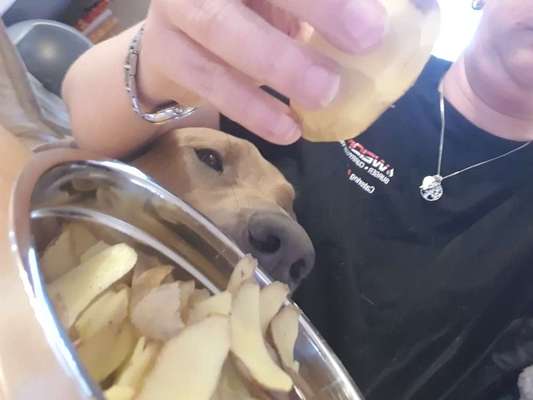 Rhodesian Ridgeback-Beitrag-Bild