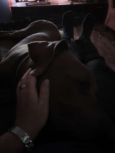 Rhodesian Ridgeback-Beitrag-Bild