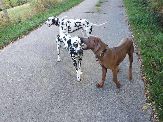 Rhodesian Ridgeback-Beitrag-Bild